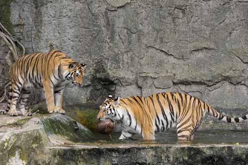 5 Days Kanha Bandhavgarh Tour