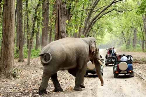 3 Days Corbett Jungle Safari Tour