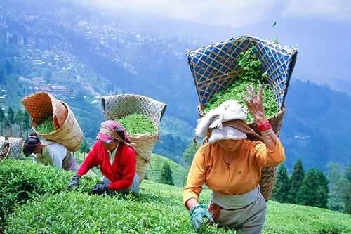 8 Days Sikkim Darjeeling Gangtok Tour