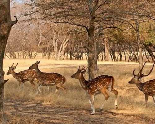 Desert National park