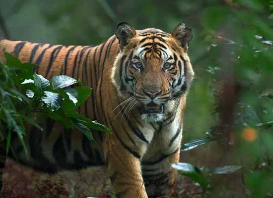 Golden Triangle and Tiger Tour