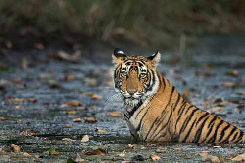 Golden Triangle with Ranthambore