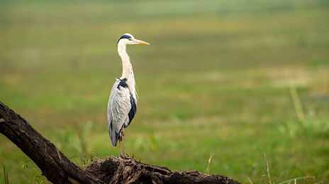 Keoladeo National Park