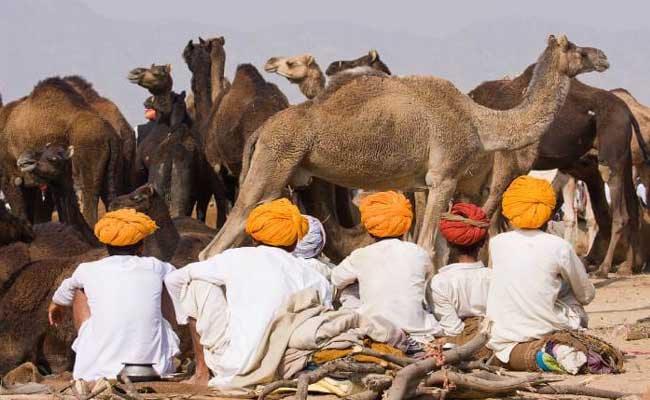 Golden Triangle Tour with Pushkar Fair