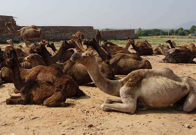 10 Days Jaipur Bikaner Jaisalmer Jodhpur Tour